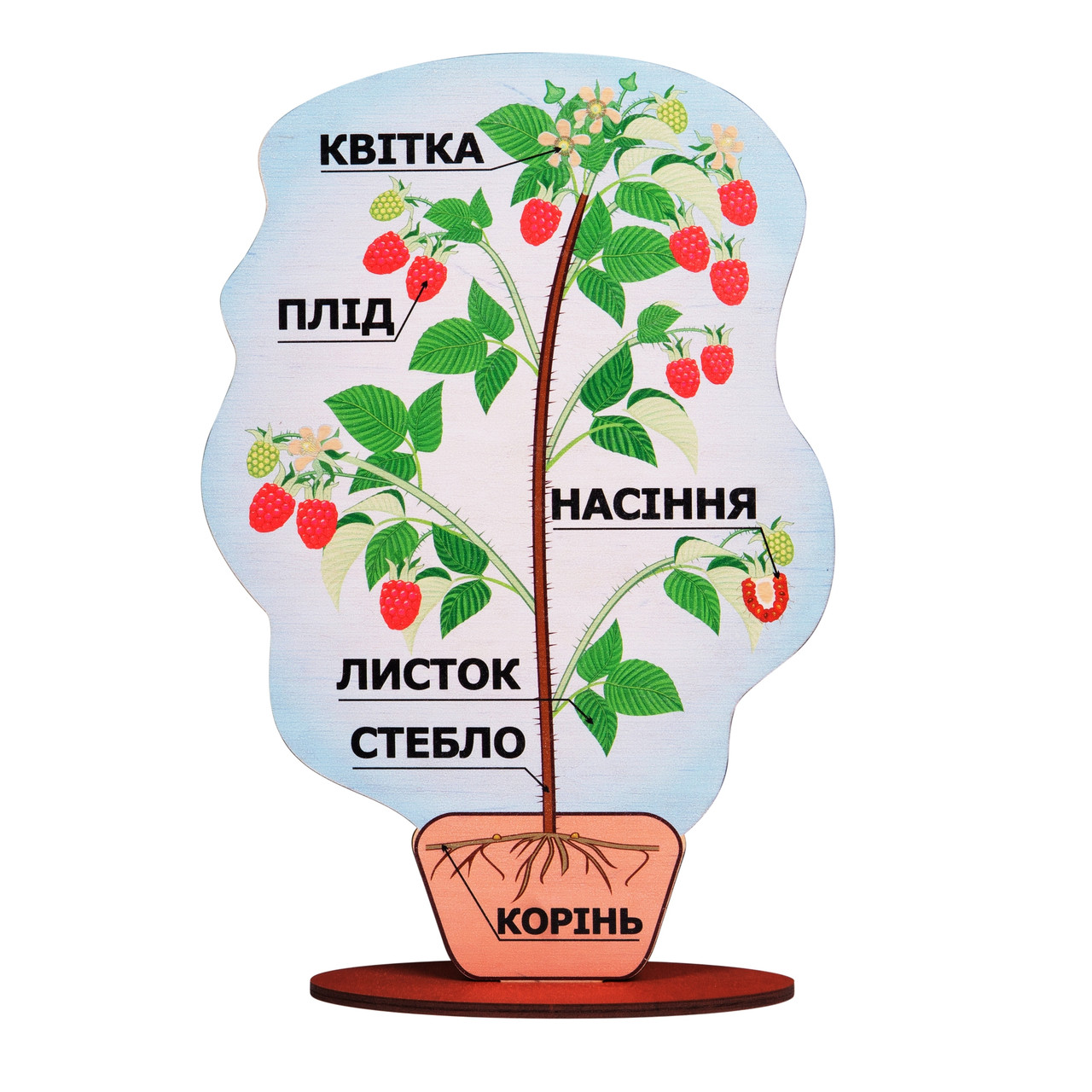 Іграшка дитяча дерев'яна навчальна Модель будови рослини на підставці Малина Komarovtoys А 381, фото 1