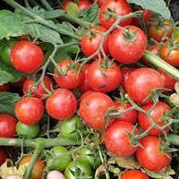 Семена томатов Дредд F1 / Dredd F1 500 сем. (Lark Seeds)