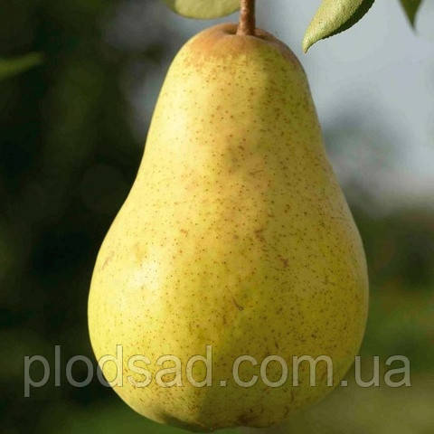 Груша Вільямс зимовий (Кюре)