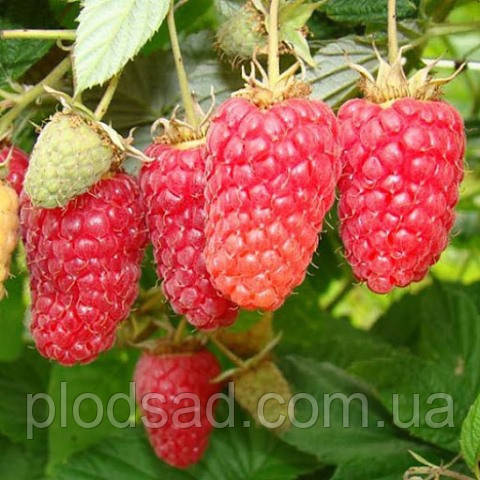 Малина Соколиця