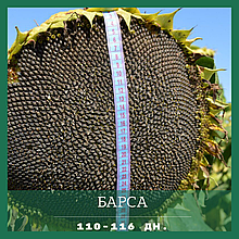 Насіння соняшнику Барса SU (стійкий до гранстару) (стандарт, екстра)