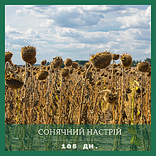 Насіння соняшнику Сонячний настрій (толерантний до гранстар)(стандарт,екстра)