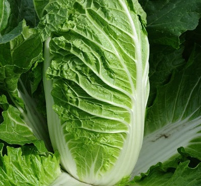 КЬЮСТАР F1 - насіння капусти пекінської, Takii Seeds