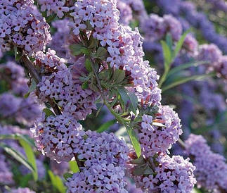 Будлея черговолиста Unique 2 річна, Будлея очереднолистная Юнік, Buddleja alternifolia Unique