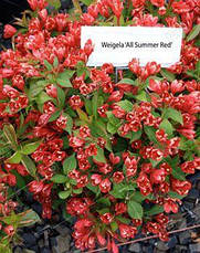 Вейгела All Summer Red 3 річна, Вейгела квітуча Олл Саммер Ред, Weigela All Summer Red / Slingco 1, фото 4