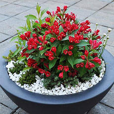 Вейгела All Summer Red 3 річна, Вейгела квітуча Олл Саммер Ред, Weigela All Summer Red / Slingco 1, фото 2