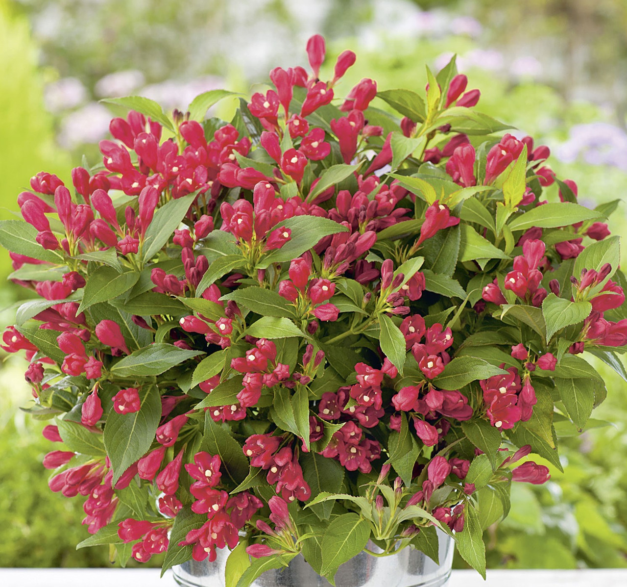 Вейгела All Summer Red 3 річна, Вейгела квітуча Олл Саммер Ред, Weigela All Summer Red / Slingco 1