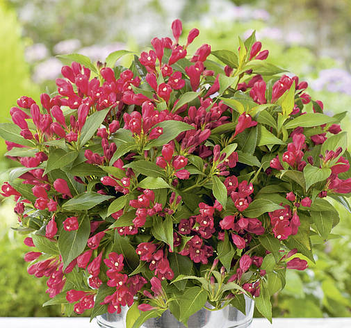 Вейгела All Summer Red 3 річна, Вейгела квітуча Олл Саммер Ред, Weigela All Summer Red / Slingco 1, фото 1