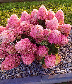 Гортензія волотиста Пінклайт \ hydrangea paniculata Pinklight (саджанці 3 роки) С5л  Новинка