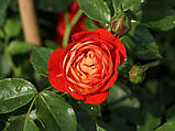 Роза Starlet Rose Carmen (Скарлет Роза Кармен) штамб -120, фото 8