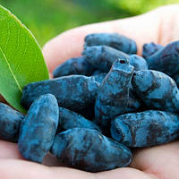 Жимолость Віола-сажінець