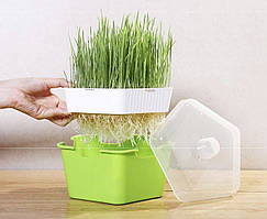 Лоток для вирощування мікрозелені будиночок