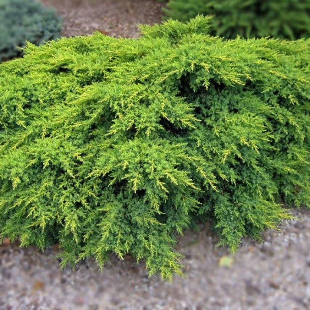 Саджанці Ялівцю середнього Пфитцеріана Ауреа (Juniperus x-media Pfitzeriana Aurea)