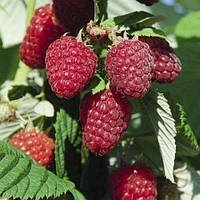 Малина Гігант Рубіновий