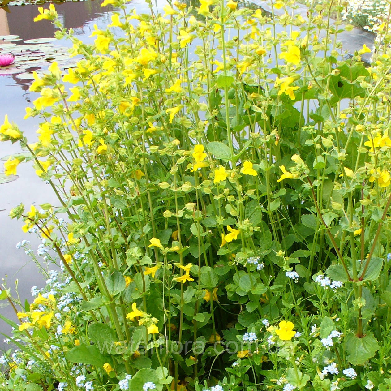 Губастик жовтий — Mimulus luteus