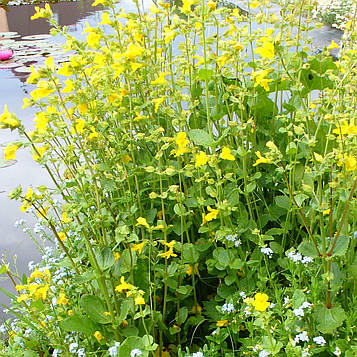 Губастик жовтий — Mimulus luteus