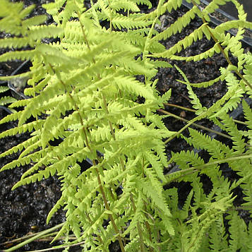 Папоротій болотний — Thelipteris palustris