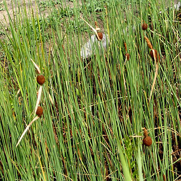 Рогоз малий — Typha minima