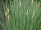 Рогоз малий — Typha minima, фото 2