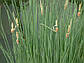 Рогоз малий — Typha minima, фото 3