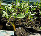 Вахта трилінна — Menyanthes trifoliata, фото 3