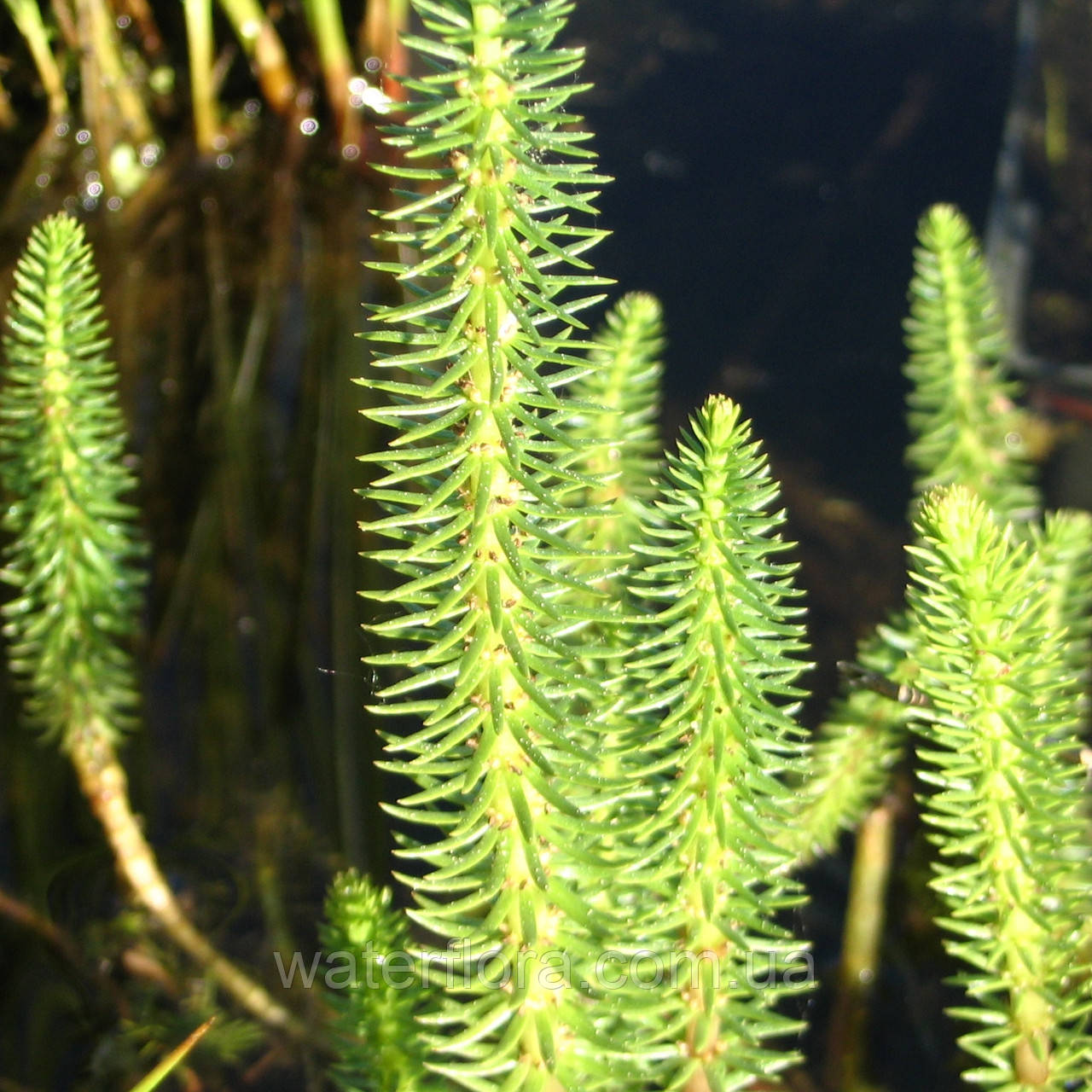 Водяна сосенка, хвостик — Hippuris vulgaris, фото 1