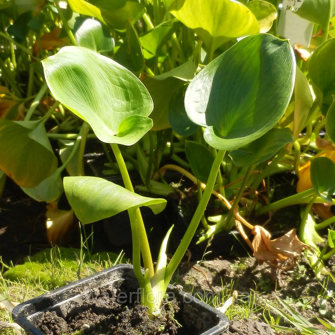 Кала болотна — Calla palustris