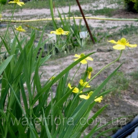 Лютик вузьколистий Грандіфлора — Ranunculus lingua Grandiflora