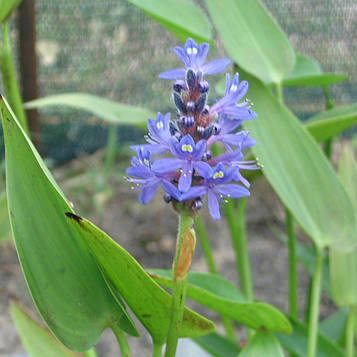 Понтедерія серцеподібна — Pontederia cordata