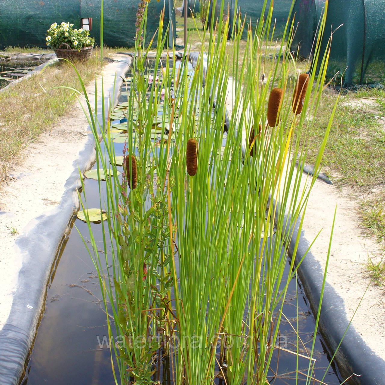 Рогоз витончений — Typha gracillis