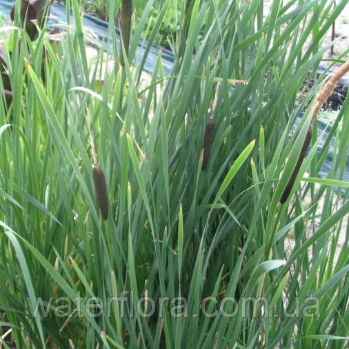 Рогоз широколистий — Typha latifolia, фото 1