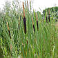 Рогоз широколистий — Typha latifolia, фото 2