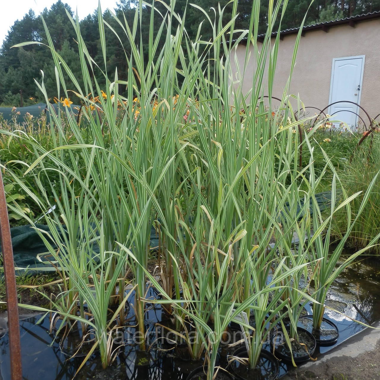 Рогоз широколистий Варієгата — Typha latifolia Variegata