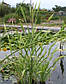Рогоз широколистий Варієгата — Typha latifolia Variegata, фото 3