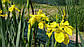 Ірис аіроподібний — Iris pseudacorus, фото 4