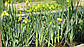 Ірис аіроподібний — Iris pseudacorus, фото 6