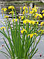 Ірис аіроподібний — Iris pseudacorus, фото 6