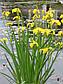 Ірис аіроподібний — Iris pseudacorus, фото 7