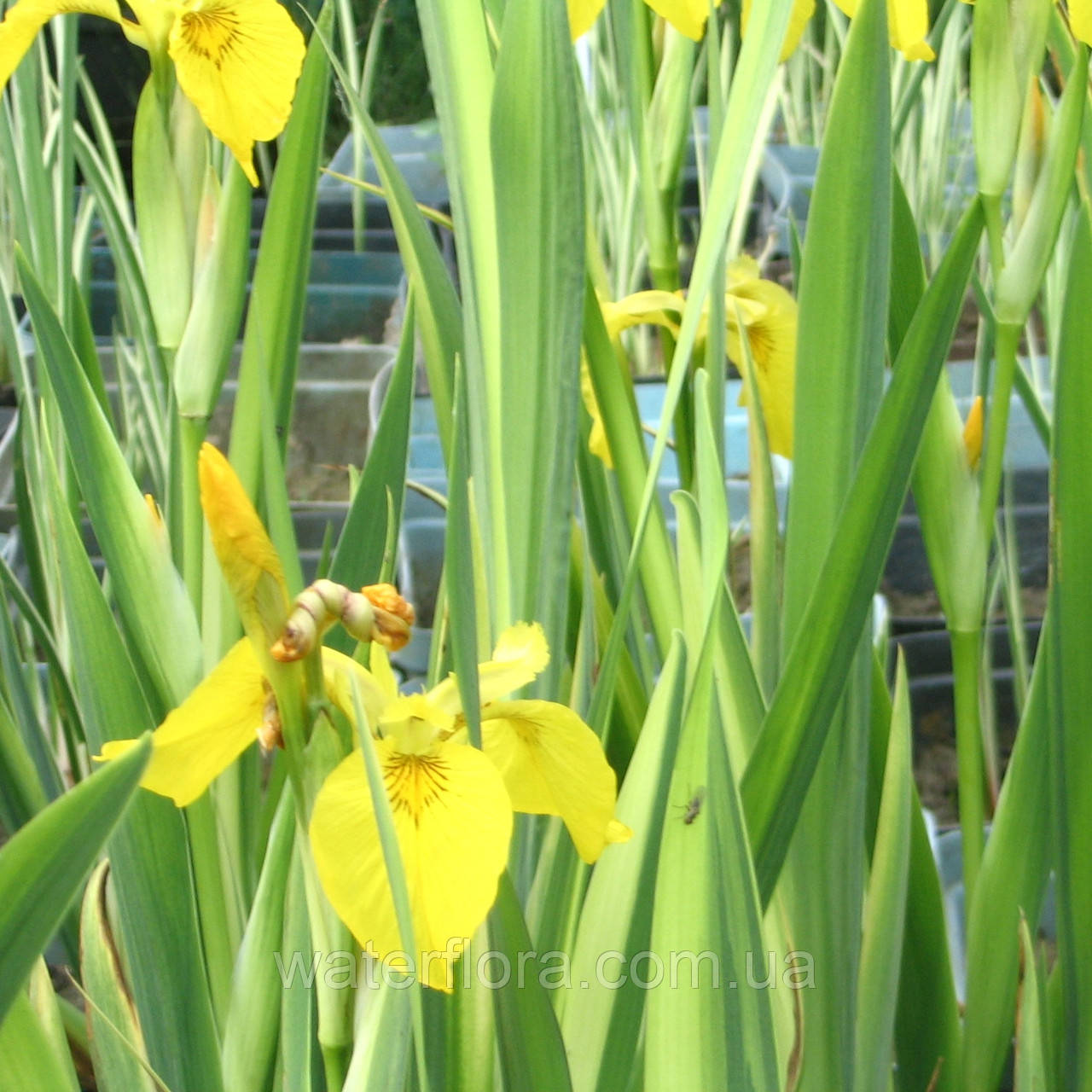 Ирис аировидный Вариегата - Iris pseudacorus Variegata - фото 1 - id-p241752434