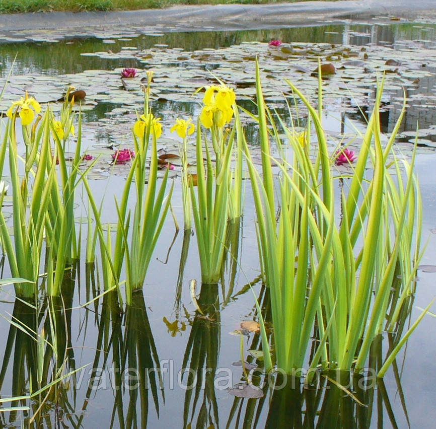 Ирис аировидный Вариегата - Iris pseudacorus Variegata - фото 2 - id-p241752434