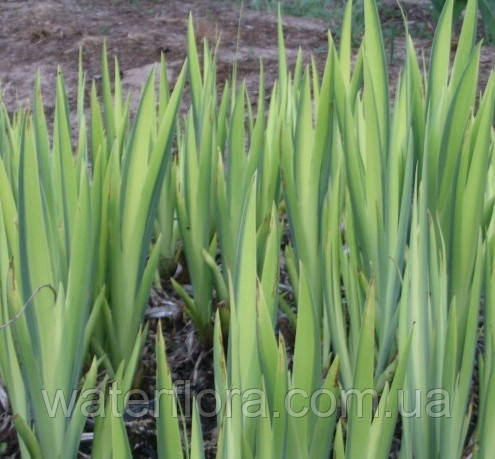 Ирис аировидный Вариегата - Iris pseudacorus Variegata - фото 3 - id-p241752434