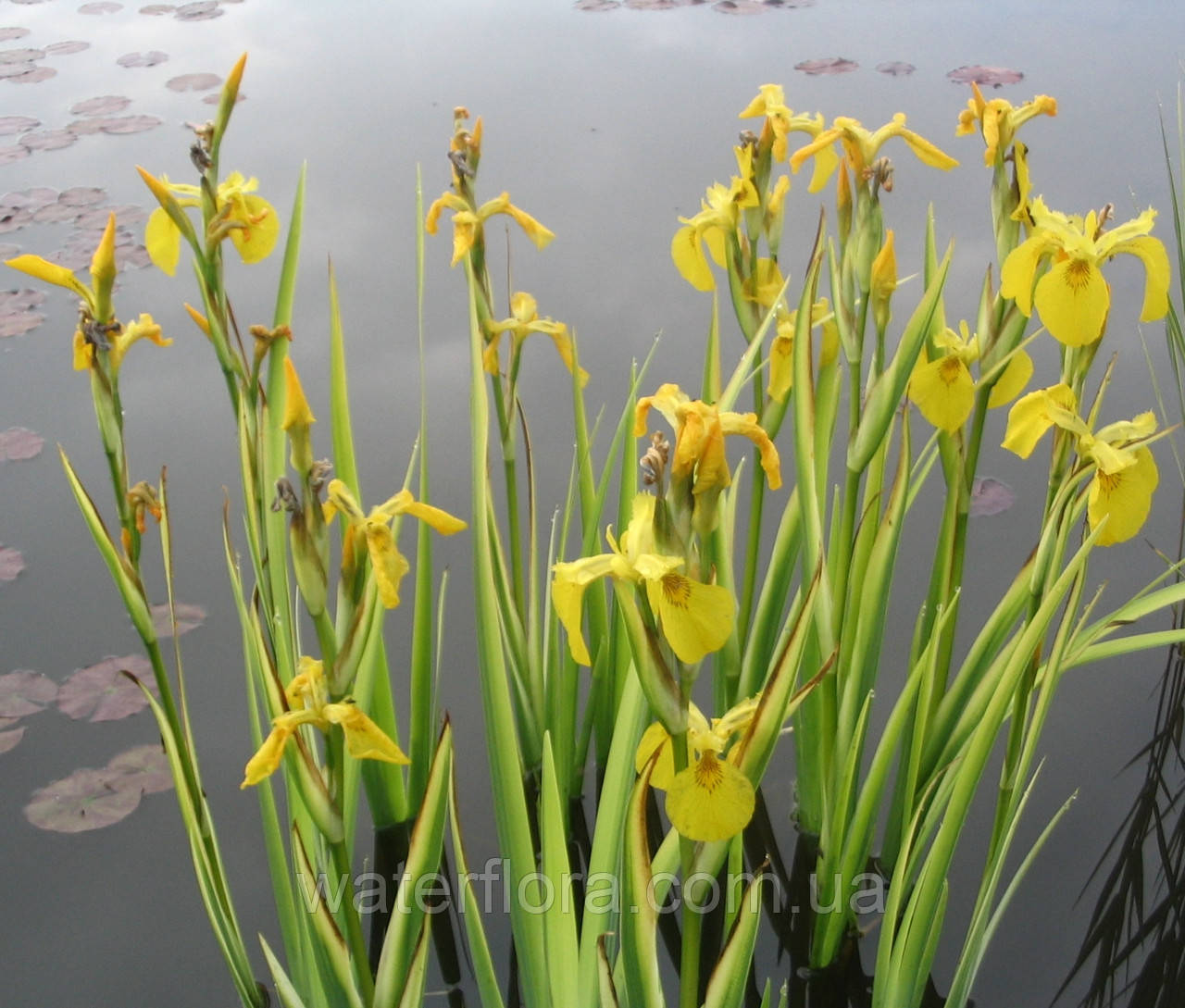 Ирис аировидный Вариегата - Iris pseudacorus Variegata - фото 4 - id-p241752434