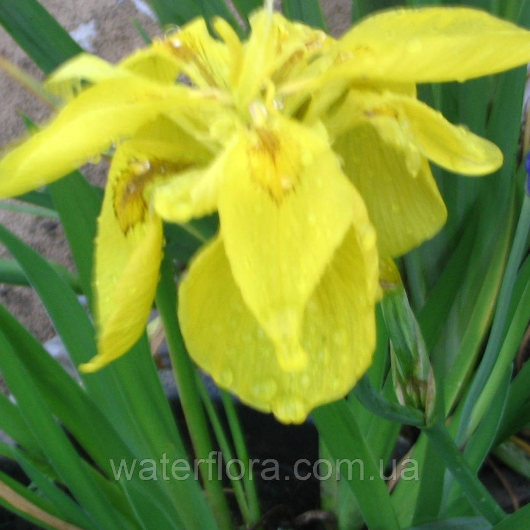Ірис аіроподібний Флоре Плена, махровий — Iris pseudacorus Flore Plena