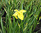 Ірис аіроподібний Флоре Плена, махровий — Iris pseudacorus Flore Plena, фото 2