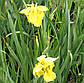 Ірис аіроподібний Флоре Плена, махровий — Iris pseudacorus Flore Plena, фото 3