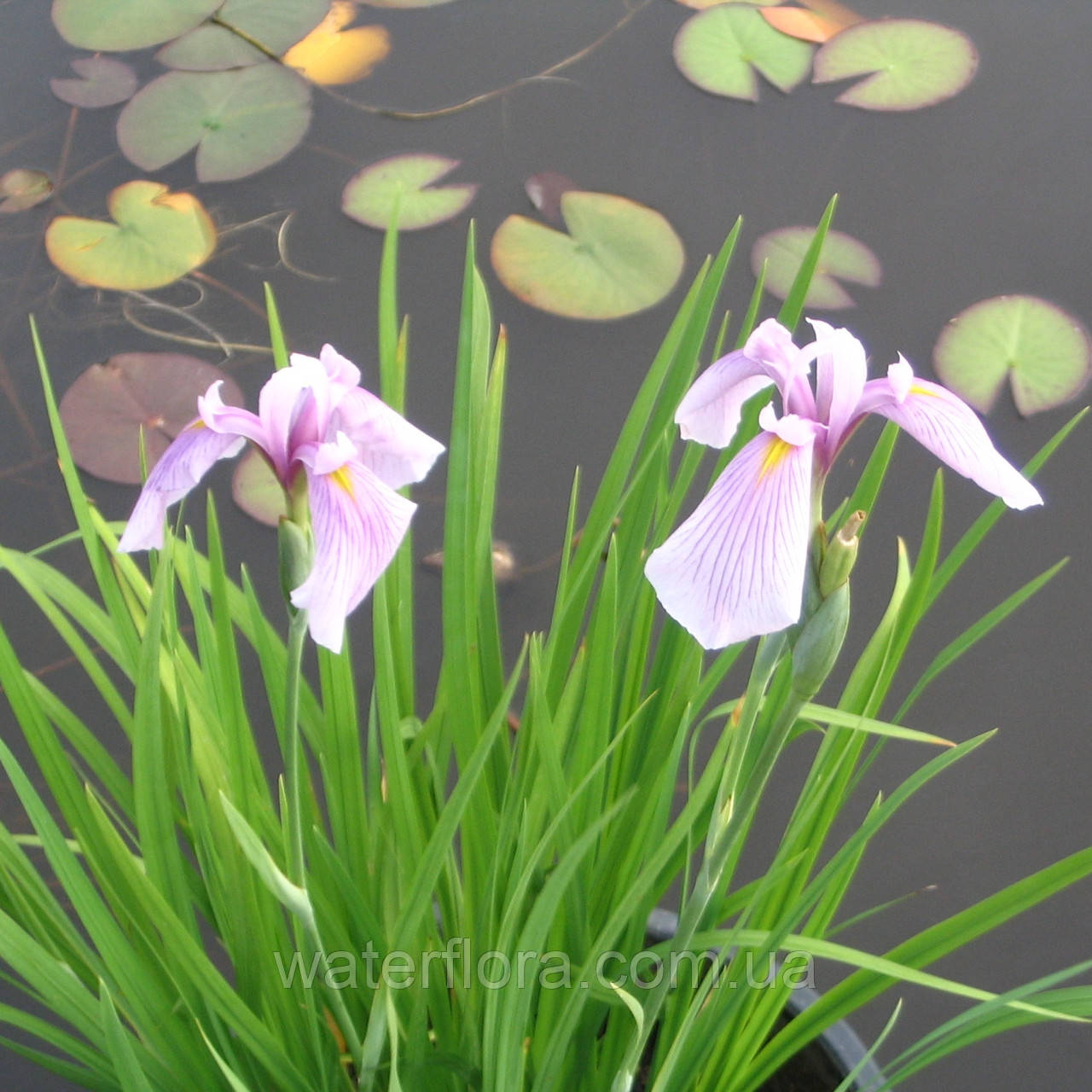 Ірис гладкий Розе Куїн — Iris lanevigata Rose Queen доросла рослина