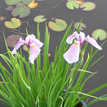 Ірис гладкий Розе Куїн — Iris lanevigata Rose Queen