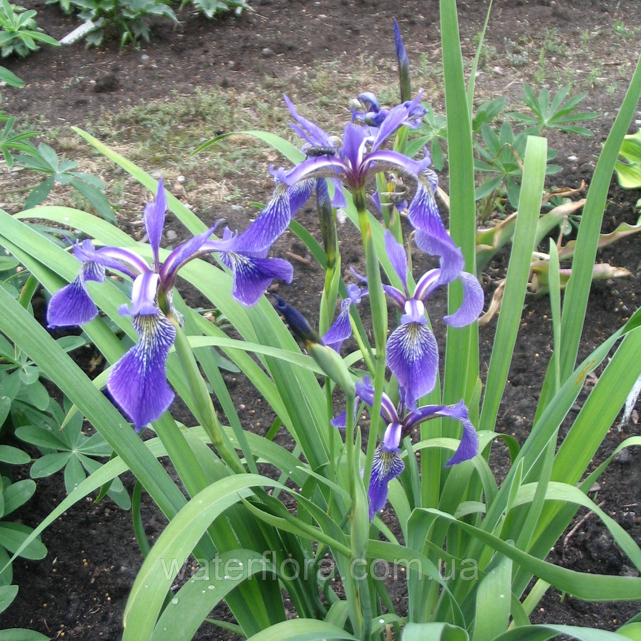 Ірис різнобарвний — Iris versicolor