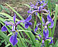 Ірис різнобарвний — Iris versicolor, фото 2
