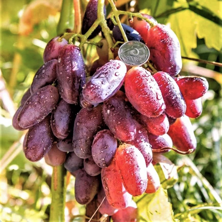 Саджанці столового винограду Знахідка Калугіна - ранній, великоплідний, урожайний